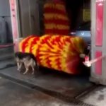 O cachorro que toma banho no lava rápido