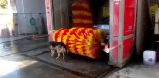 O cachorro que toma banho no lava rápido