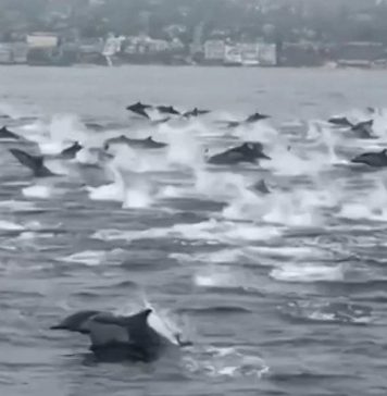 Espetáculo dos golfinhos na Califórnia