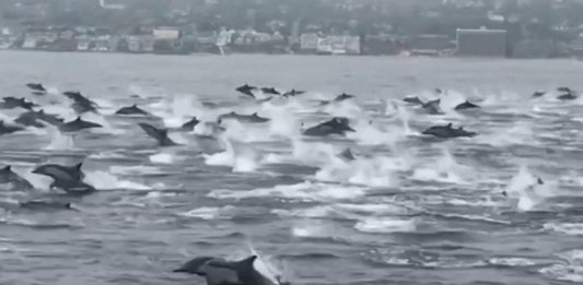 Espetáculo dos golfinhos na Califórnia
