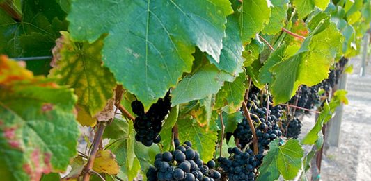 Petit Verdot, conheça essa uva
