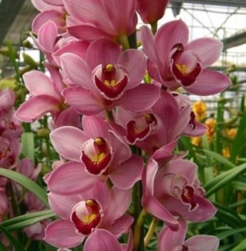 Exposição estadual de orquídeas em Farroupilha vai até este domingo