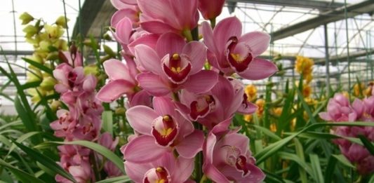 Exposição estadual de orquídeas em Farroupilha vai até este domingo