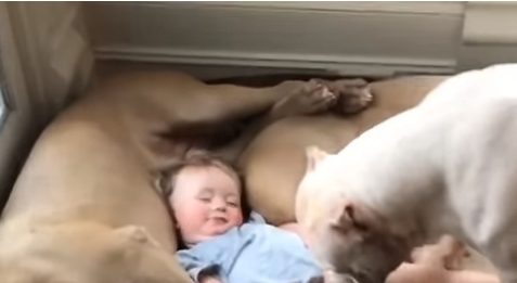 Esse bebê ama seus guarda-costas