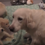 Só não educa os filhos quem não quer