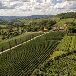 Enoturismo na Serra Gaúcha está entre as atrações da Wine South America