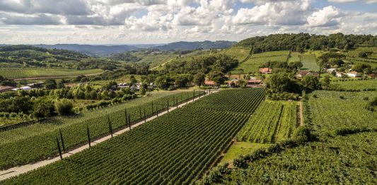 Enoturismo na Serra Gaúcha está entre as atrações da Wine South America