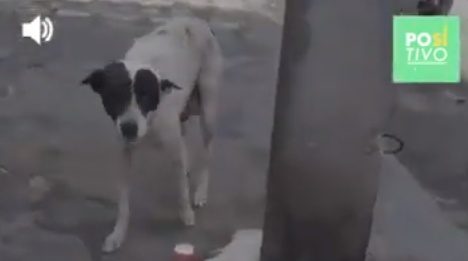 Saiba o que ela fez para salvar seu filhote ferido