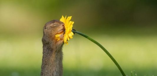 Fotógrafo registra o exato momento em que um esquilo cheira uma flor