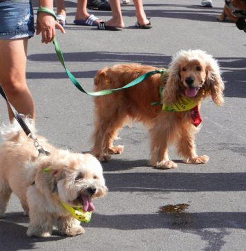 CÃOminhada Focinho Amigo ocorre dia 5 de outubro em Nova Petrópolis