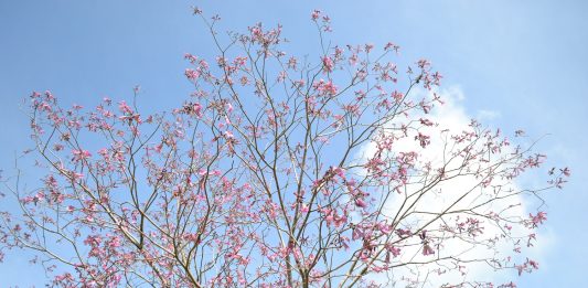 Primavera em Arte apresenta diversas atrações para os próximos meses em Garibaldi