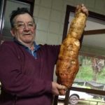 José Conte e a batata doce de 5 kg