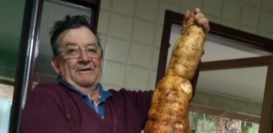 José Conte e a batata doce de 5 kg