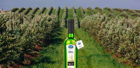 RAR lança linha de azeite de oliva a partir de produção própria