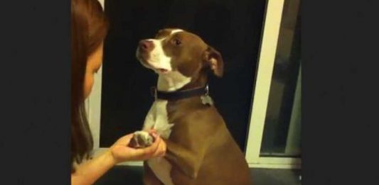 Cachorro finge desmaio para não ter as unhas cortadas