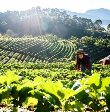 Espaço da Agricultura Familiar é nesta quinta-feira no IFRS Bento Gonçalves
