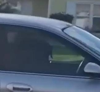 Cachorro dirige de marcha ré por quase 1 hora