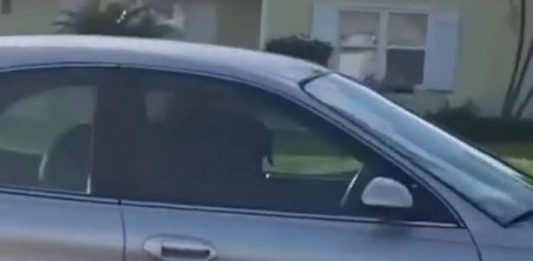 Cachorro dirige de marcha ré por quase 1 hora