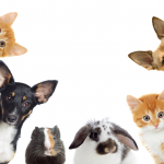 Dicas importantes para o final do ano para os pets