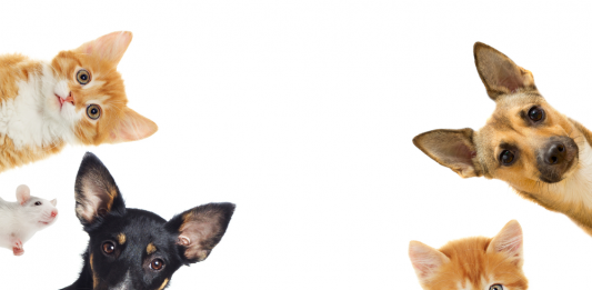 Dicas importantes para o final do ano para os pets