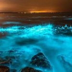 As algas que iluminam o mar na Austrália