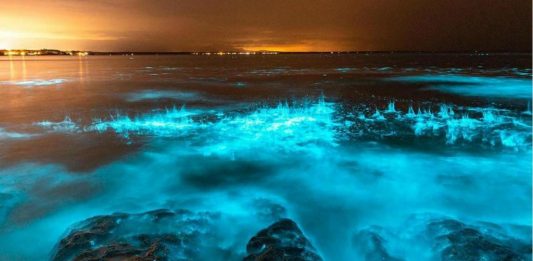 As algas que iluminam o mar na Austrália