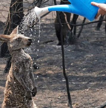 Canguru pede ajuda a garoto após incêndio na Austrália