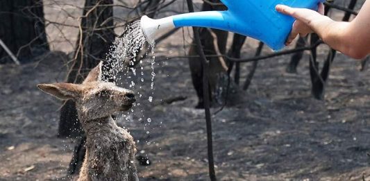 Canguru pede ajuda a garoto após incêndio na Austrália