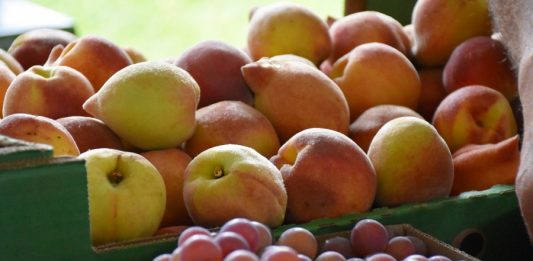 Feira do vinho doce, uva, artesanato, agroindústria e produtos ecológicos inicia neste sábado