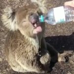 Vídeo: Coala ferido em incêndio florestal na Austrália pede água