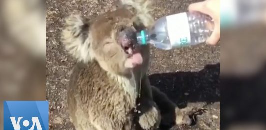 Vídeo: Coala ferido em incêndio florestal na Austrália pede água