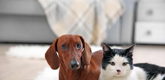 Dicas muito valiosas para cuidar dos pets no verão