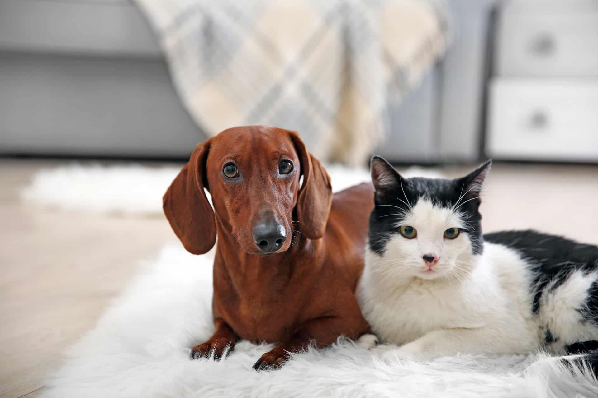 Dicas muito valiosas para cuidar dos pets no verão