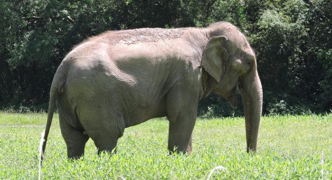 Morre a elefanta Pink, animal mais antigo do zoo de Sapucaia do Sul