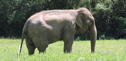 Morre a elefanta Pink, animal mais antigo do zoo de Sapucaia do Sul