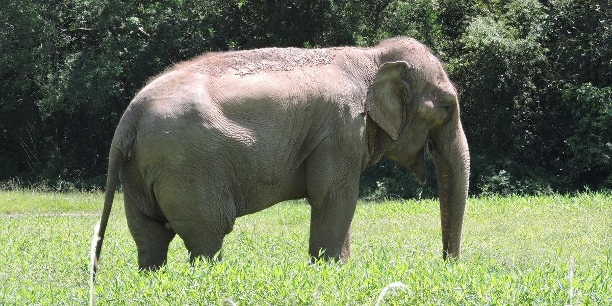 Morre a elefanta Pink, animal mais antigo do zoo de Sapucaia do Sul