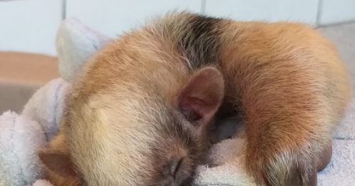 Filhote de tamanduá é resgatado no interior de Farroupilha