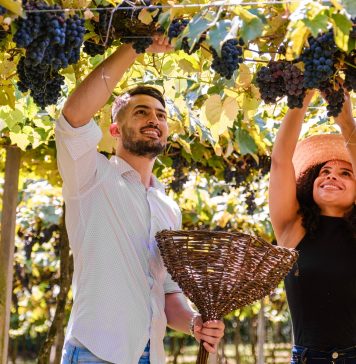 Carnaval em Bento Gonçalves: Vindima e Maria Fumaça com degustação de vinhos e espumantes são opções de passeios