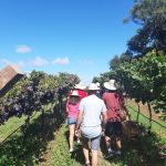 Casa Perini promove a Saga da Uva com foco no enoturismo