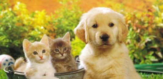 Coronavírus: que cuidados devemos tomar com os animais de estimação?