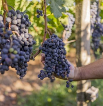 Vinícola Garibaldi registra safra histórica em 2020