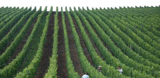 Belgo Bekaert contribui com produtividade da uva na Serra Gaúcha