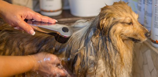 Como dar banho no seu bicho de estimação em casa