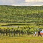 Vinícolas da Serra Gaúcha incentivam o turismo local após a pandemia