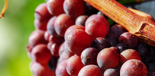 Curso inédito da Associação Brasileira de Sommeliers sobre uvas viníferas inicia na próxima terça-feira
