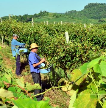 A Seleção dos Melhores Vinhos, Espumantes e Sucos de Garibaldi chega à 18ª edição em ano de safra histórica