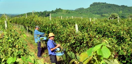 A Seleção dos Melhores Vinhos, Espumantes e Sucos de Garibaldi chega à 18ª edição em ano de safra histórica