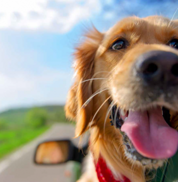 Como combater e evitar pulgas e carrapatos no seu cachorro