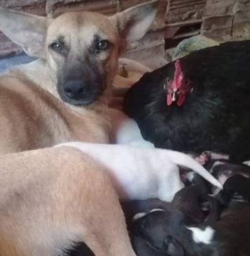 Galinha adota 8 filhotes de cachorra que pariu no ninho