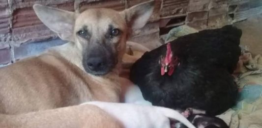 Galinha adota 8 filhotes de cachorra que pariu no ninho